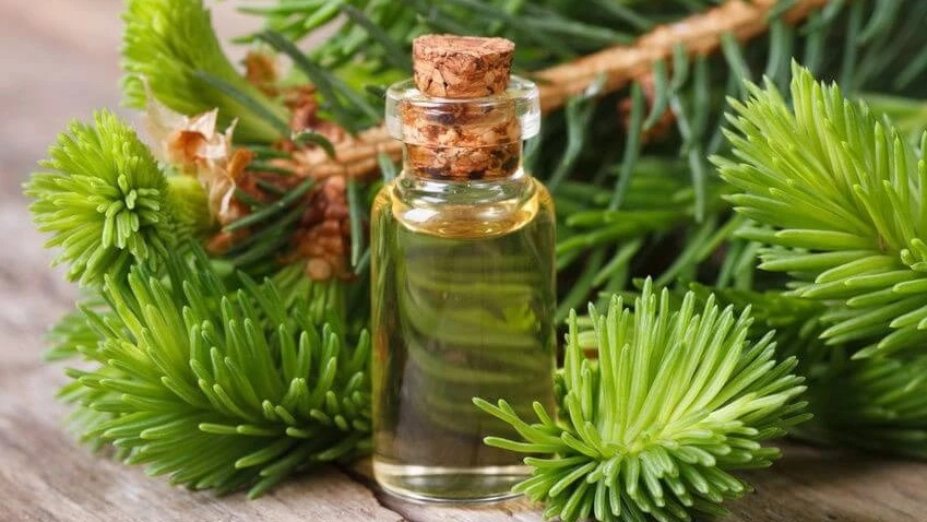 Tinh dầu Hoàng Đàn mang lại giá trị hương liệu, thường được ứng dụng trong nhang và sản phẩm tạo hương