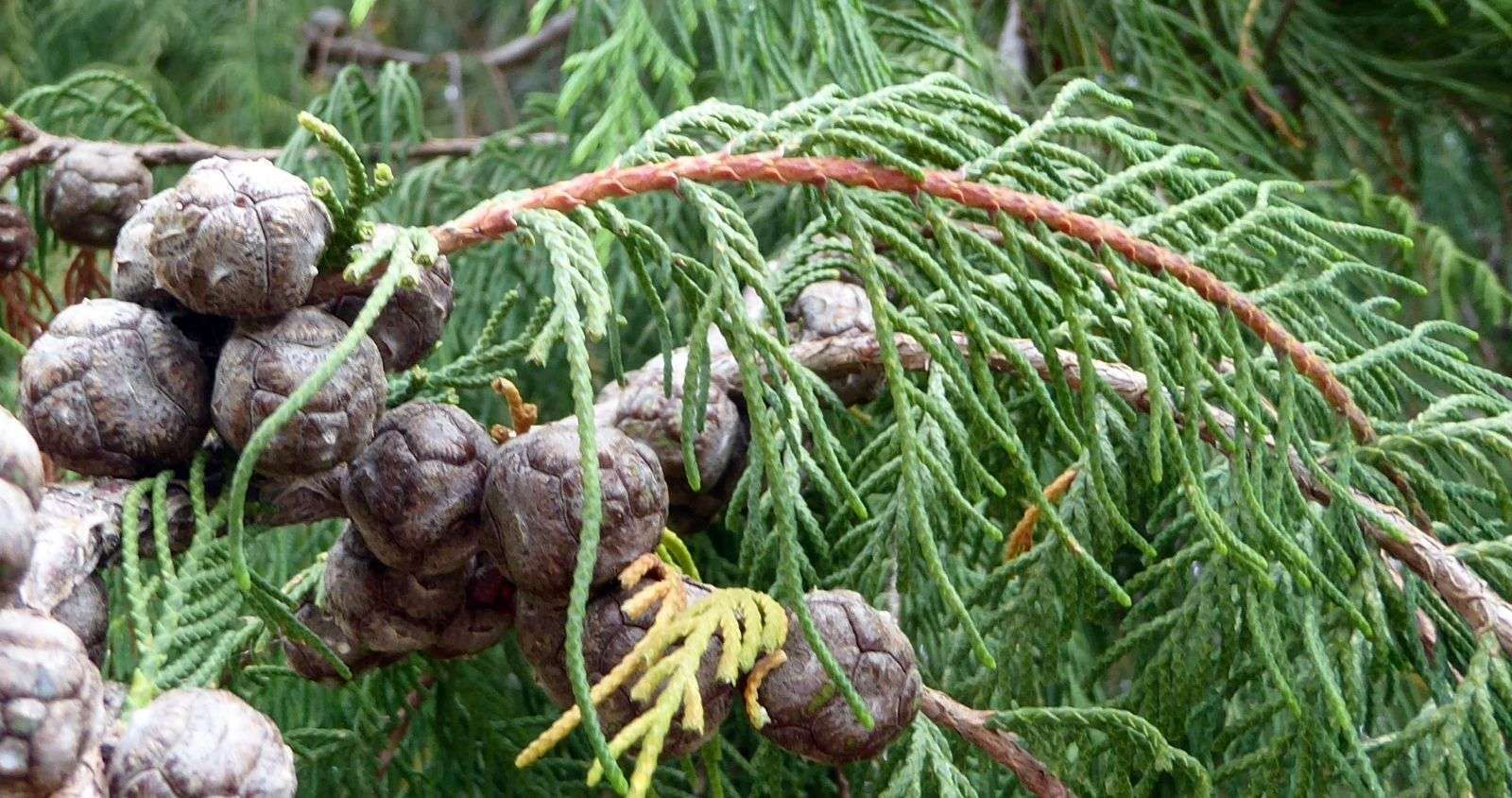 Hoàng Đàn là loại gỗ quý thuộc họ Trắc bách diệp, nổi bật với tinh dầu, lõi gỗ đẹp và hương thơm lâu bền