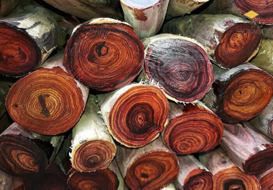 Màu sắc, vân gỗ, hương thơm và hiện tượng lên tuyết là những dấu hiệu quan trọng nhận biết Hoàng Đàn